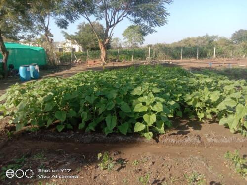 College of Agriculture, Darwha Field 1